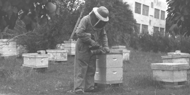 A beekeeper gets honey in Israel, 1948