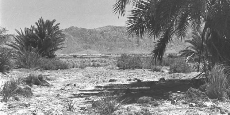 Ein Radian oasis, 1950