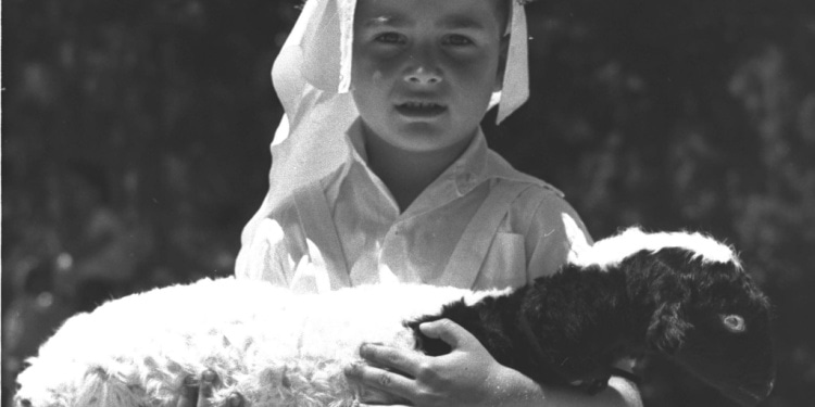 A kindergartener in 1958 Tel Aviv holds a lamb from his flock