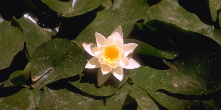 A lily on a kibbutz in the Jerusalem hills, Israel, 1950