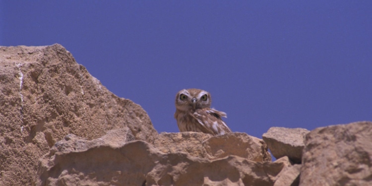 Owl in Negev Desert