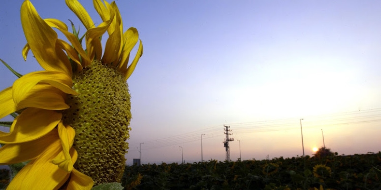 Sunflowers bloom in a field of flowers near Latrun in Israel