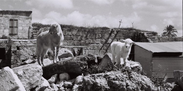 A mother goat and her kid, part of the flock of an olim family in Israel, 1950