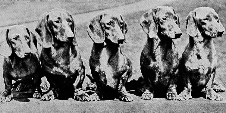 Black and white drawing of five dachshunds.