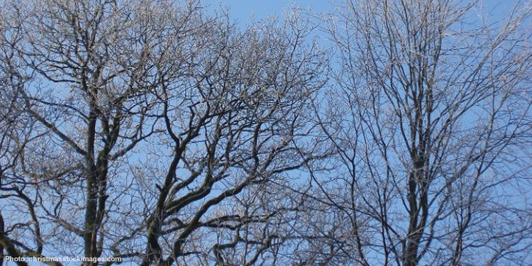 Several large dead trees against a blue sky.