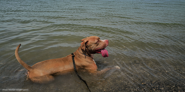 Dog swimming in a lake