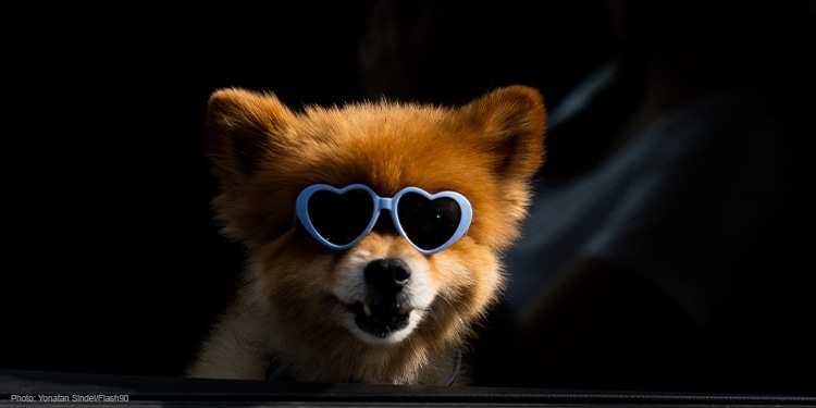 Dog wearing sunglasses