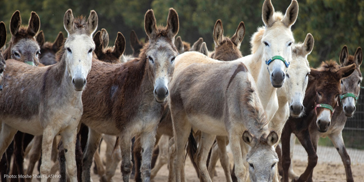 A group of donkeys