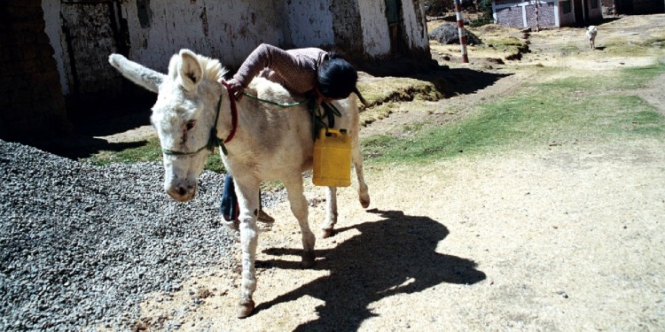 Girl hurling herself on top of a donkey.