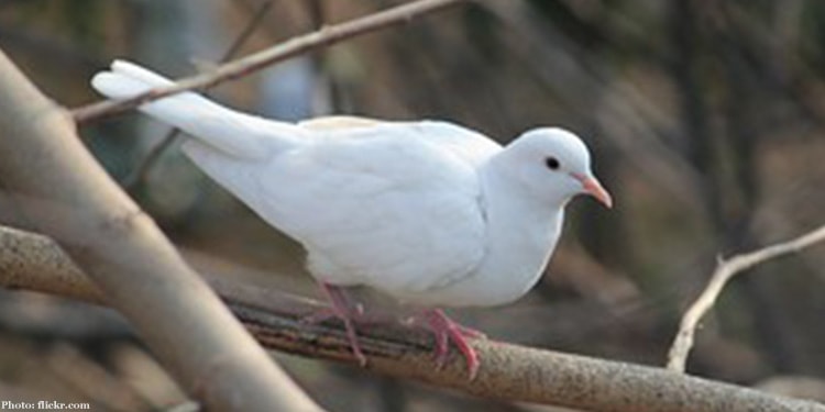 A dove is a symbol of shalom or peace.