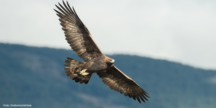 Golden eagle soaring over a mountain