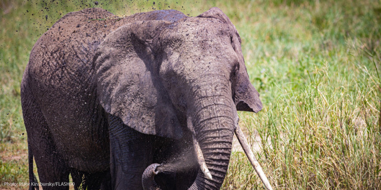 Elephant in a field