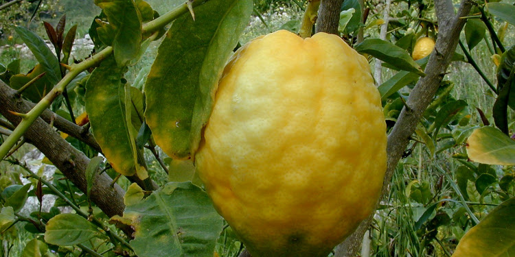 A lemon growing on a tree.