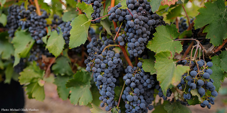 Grapes growing on a tree with green leaves around them.