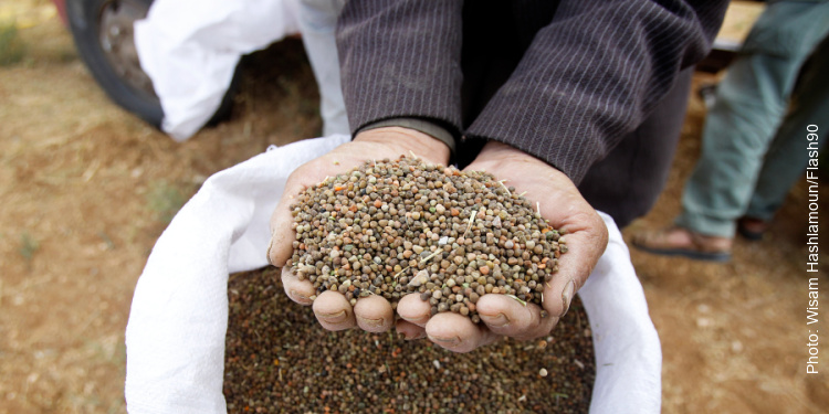 Hands holding grains of barley after harvest. 