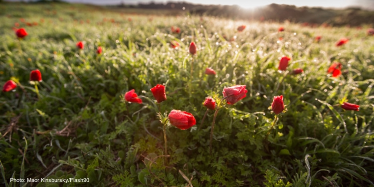 flowers bloom, desert, Negev, southern Israel