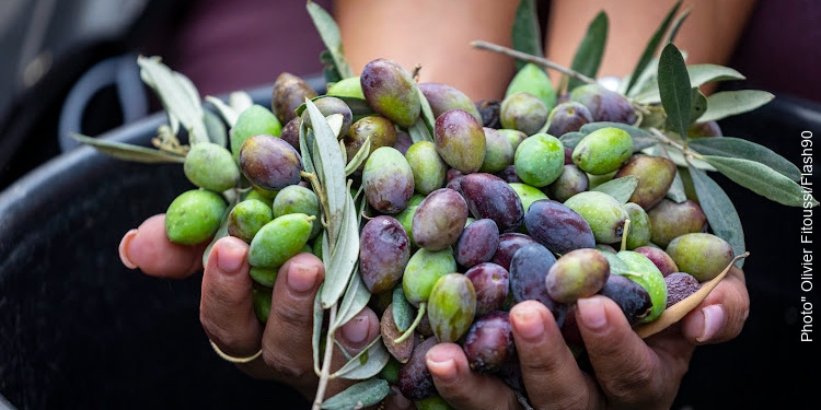 Close up of hands holding harvested olives.