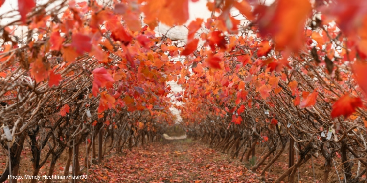 fall, leaves