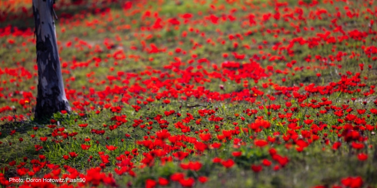 flowers, southern Israel, red, south