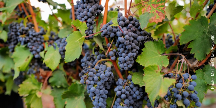Grapes growing on vine in Israel.