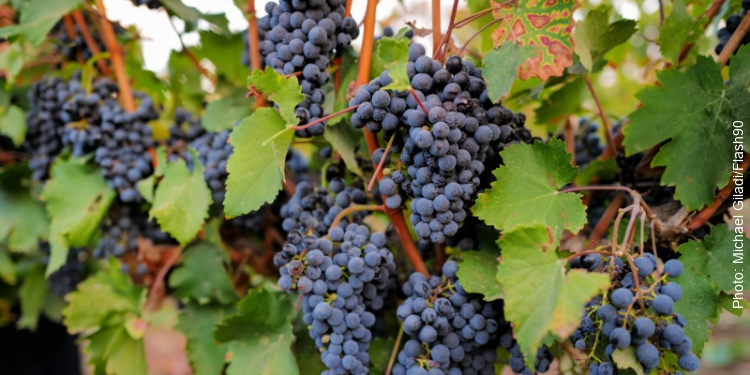 Grapes growing on vine in Israel. 