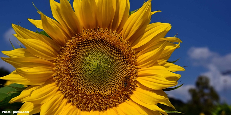 Bright yellow sunflower with dark blue sky behind.