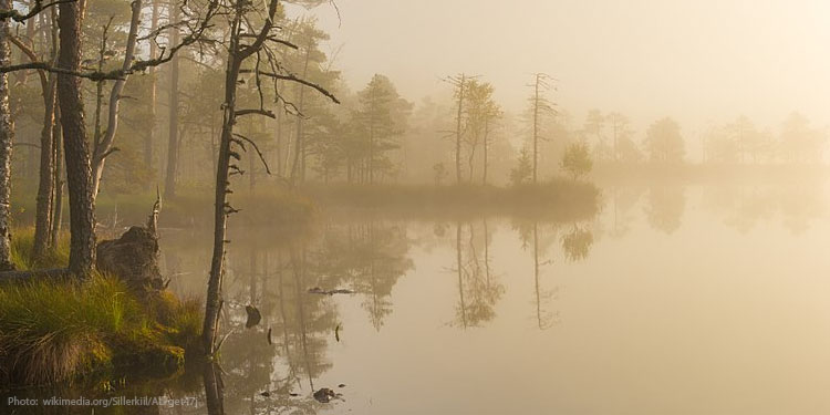 Swamp trees and fog