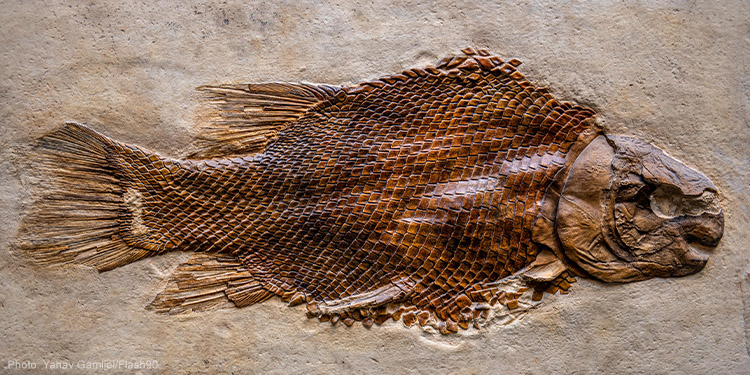 Fish fossil
