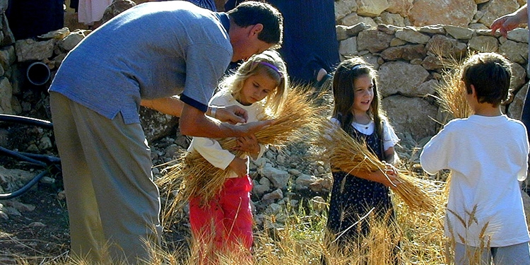 Family of four gathering wheat during Shavuot.