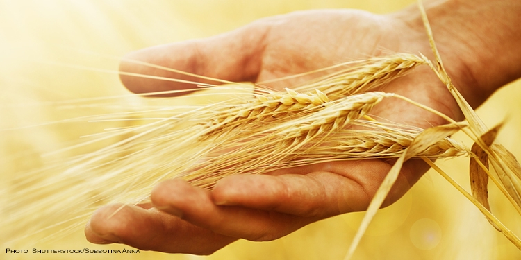 Hand holding gold grain pieces.