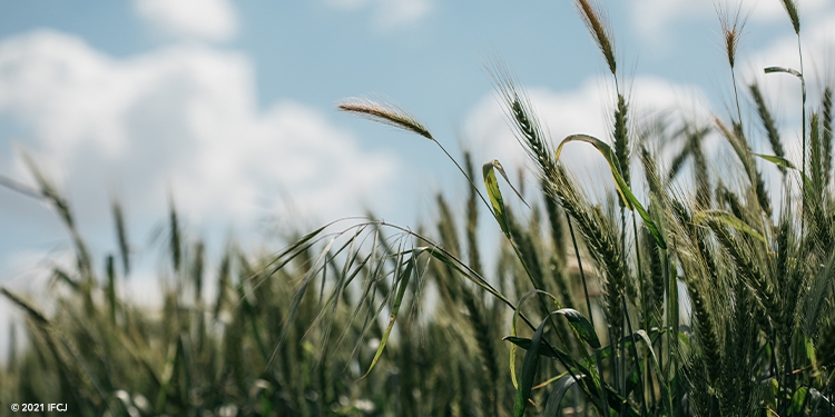 Right skewed close-up image of grain in a field.