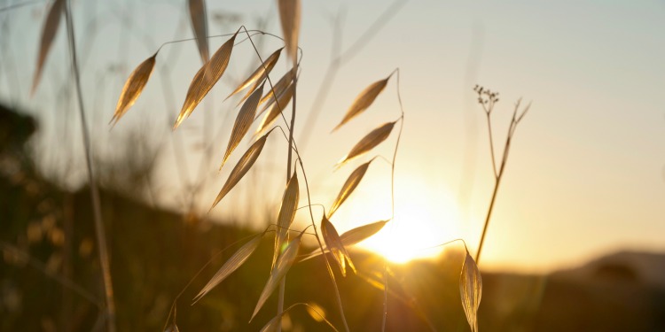 Close up image of stalk of grain at sunset.