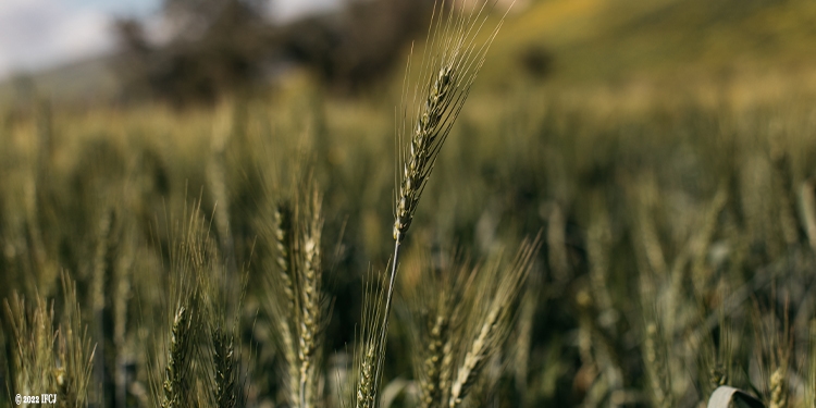 Close up image of grain in a field.