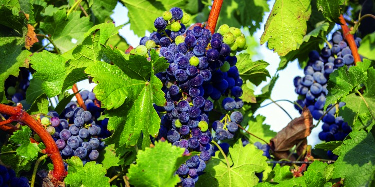 Bundles of dark grapes growing on vines.