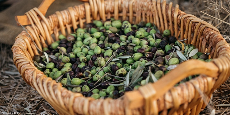 Tan woven basket with picked green olives inside it.