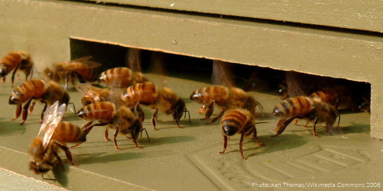 A group of Italian honeybee (Apis mellifera ligustica) workers gathered near the front entrance of their hive. These worker bees are fanning the entrance of the hive to cool it. Photo taken with a Panasonic Lumix DMC-FZ50 in Caldwell County, NC, USA.