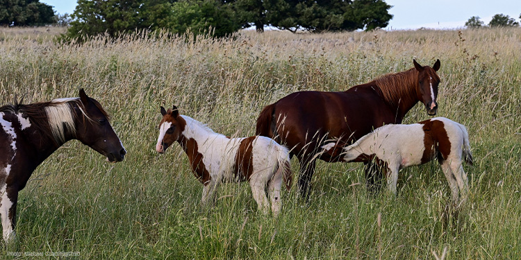 Horses in a field