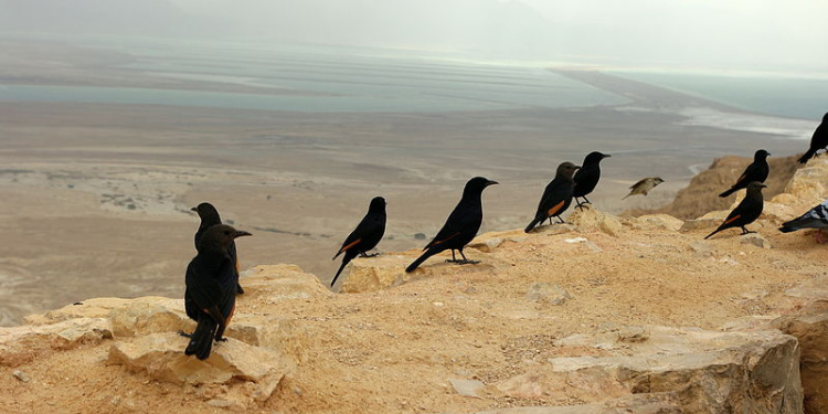 Tristram's Starling, birds at Masada