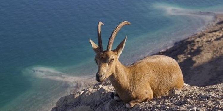 Ibex in Ein Gedi, biblical Crags of Wild Goats
