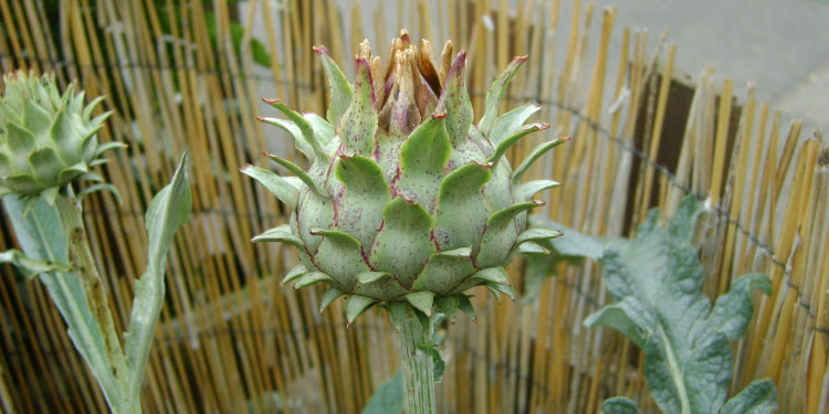 Close up image of a plant in a botanical garden.