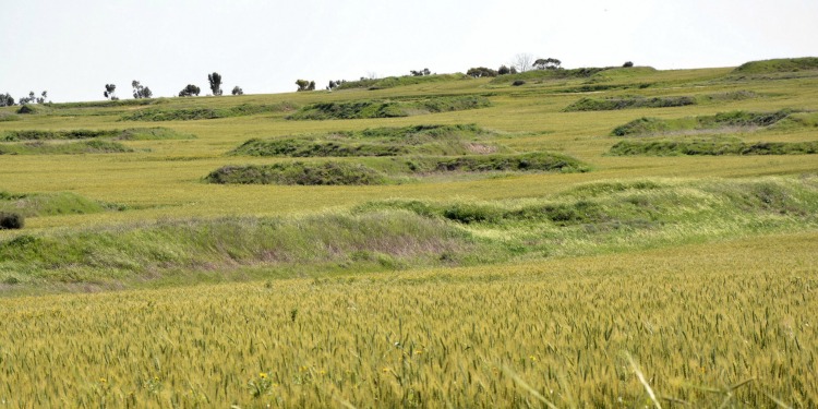 Large field covered in long grass with a few trees in the distance.