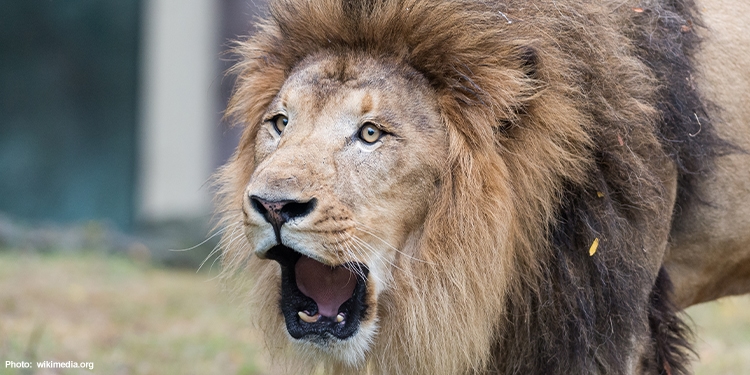 A lion looking ahead roaring.