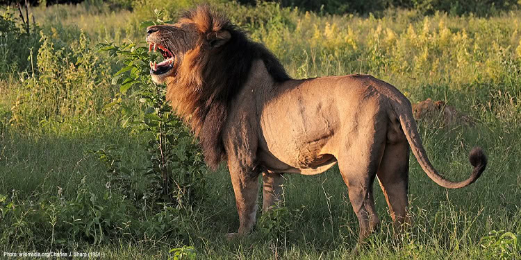 Lion in the woods
