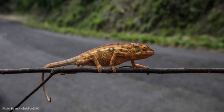 Lizard