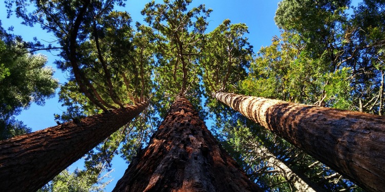 image of tall trees from a looking up perspective