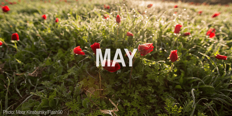 Bright red flowers blooming in a lush green field, symbolizing renewal and hope during Yom Revi'i, a significant day in the Jewish calendar.