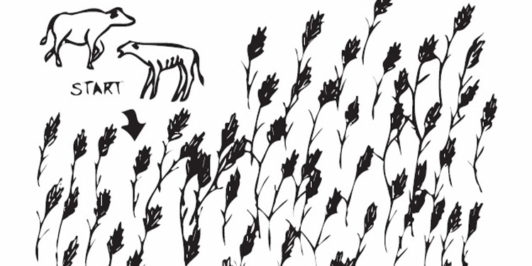 A drawing of two cows starting at the beginning of a corn maze.