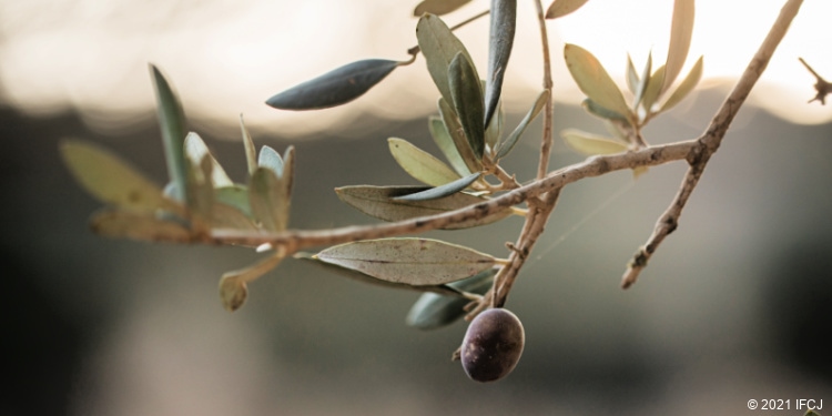 Olive hanging from branch of a tree. 