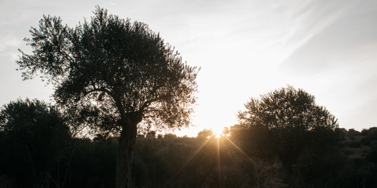 Olive trees in Israel illustrate Tu B'Shvat