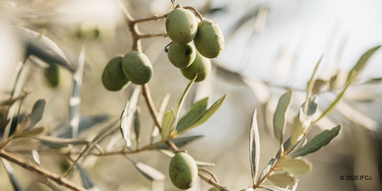 Olive picking in Israel shows God bless His people